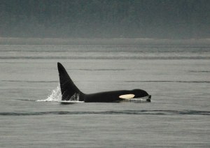 10537056_10153151080044852_18244022817751455_n