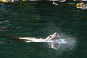 10659202_10153342628774852_4448842526100652252_n