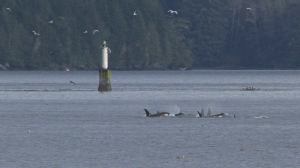 1901153_10153342624724852_3285441612895050163_n