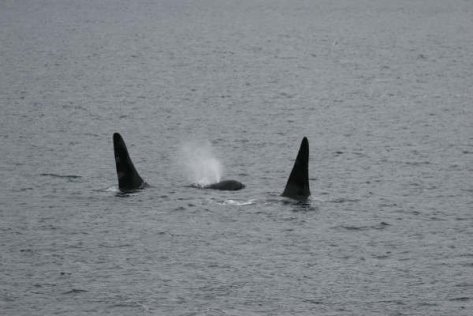 1917778_229391884851_28180_n