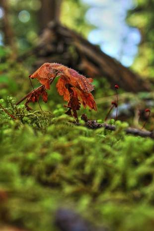 10151271_10152867795959852_442814964723618859_n