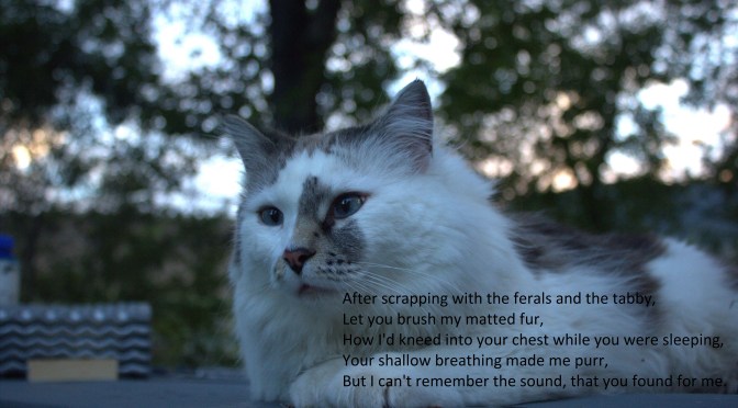 Porter the Cat Explains His Departure