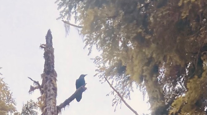 Chop Wood and Haul Water